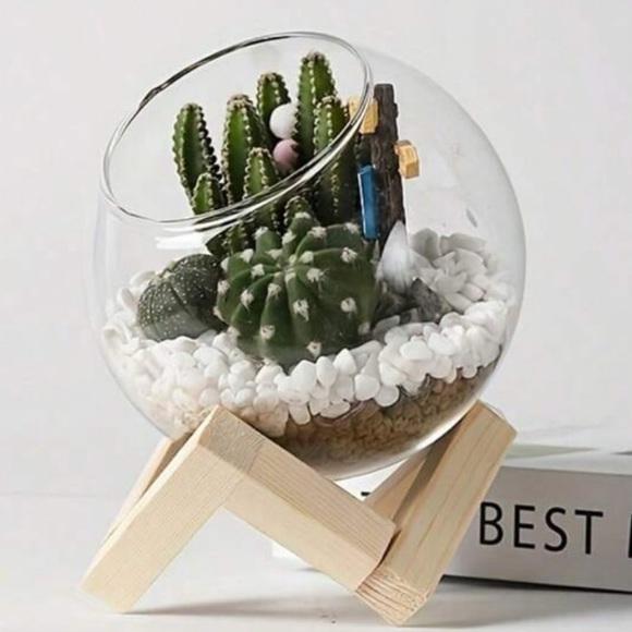 🌵 Cactus/ Succulent/Air Plants Glass Planter with Wooden Stand - Picture 3 of 9